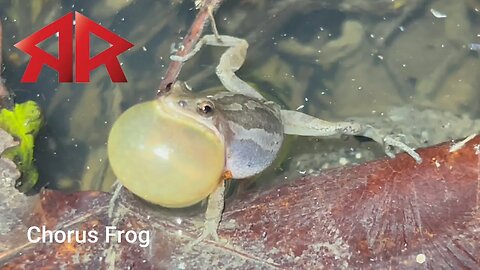 Some Frog ID just for fun (RAW footage)