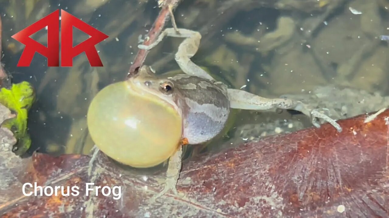 Some Frog ID just for fun (RAW footage)