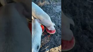 Piglets Timelapse vs Watermelon #shorts #piglets #pig #watermelon #harrystyles