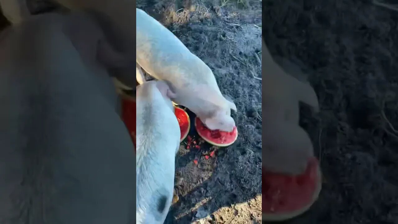 Piglets Timelapse vs Watermelon #shorts #piglets #pig #watermelon #harrystyles
