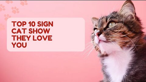 Top 10 Signs Cat Show They Love You || Cats Data