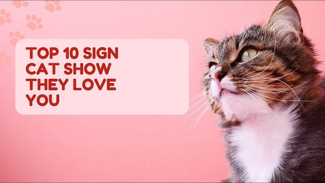 Top 10 Signs Cat Show They Love You || Cats Data