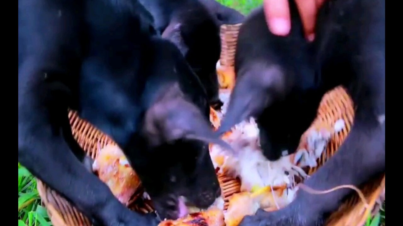 Injoy Eating This Funny Block Dogs But One Is Angry While Eating