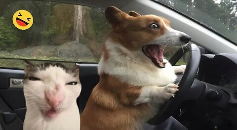 Funny cats and dogs videos😅😂
