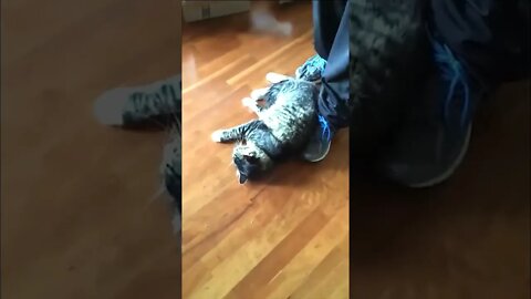 Leon Doesn't Want Outside..#shorts #cats #dogs #funny #like #subscribe