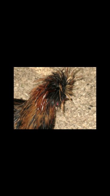 WHEN YOU GIRL HAVE A WILD HAIR DO AND U SNEEK UP ON HER 😅😅😅🤣🤣🤣😂😂😂🎬📽🎥🎯💯💯🃏🃏