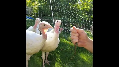 #turkey #farmanimals #farm #homesteading #cute
