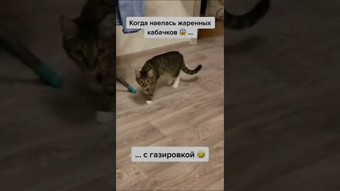 #shorts Смешные Коты Из Тик Тока 238 Funny Cats From Tiktok