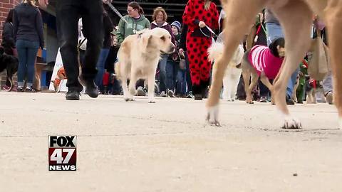 Event raises funds for animals in need of forever homes