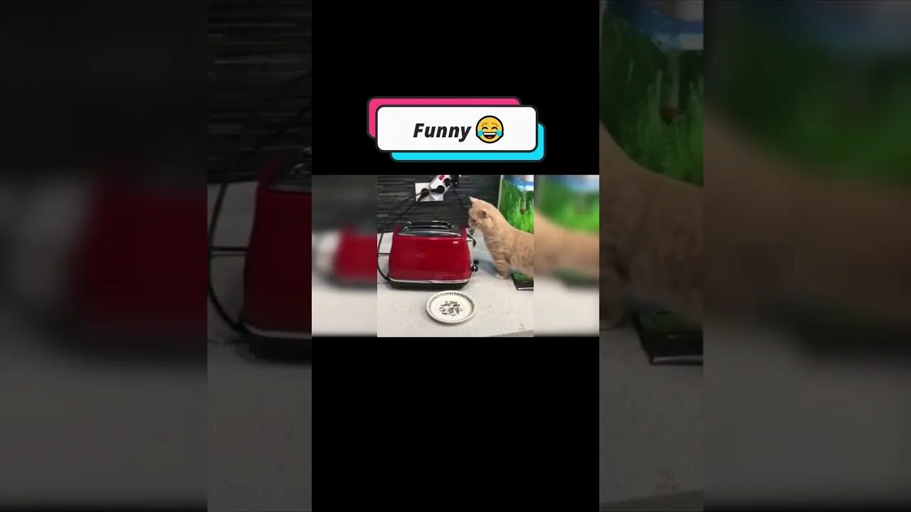 Funniest Cat 2023 😂 funny Cat #pets #shorts