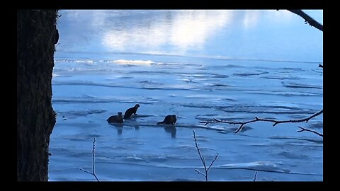 Land Otters