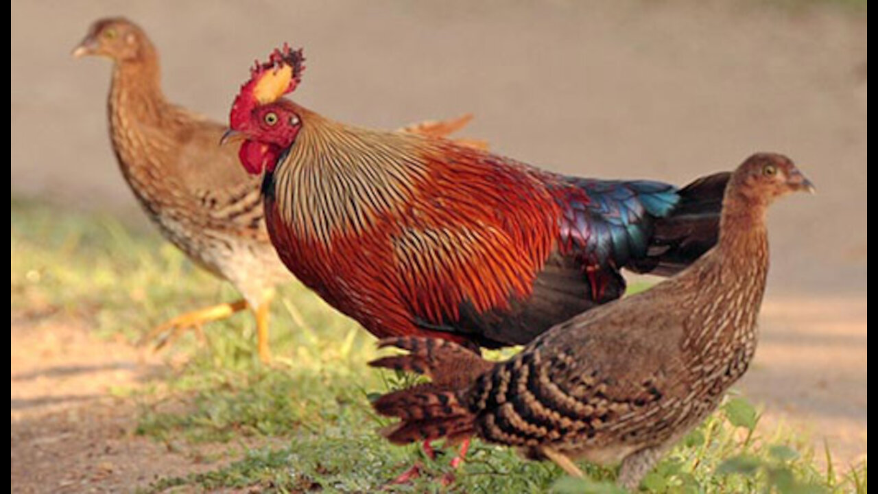 Junglefowl