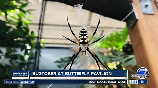 New spider pavilion opens today at Butterfly Pavilion