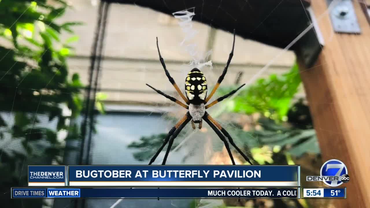 New spider pavilion opens today at Butterfly Pavilion