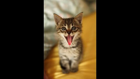 Animal Funny Videos - Funniest Animals - Crazy Animal Funny Video #viralvideo #funniest