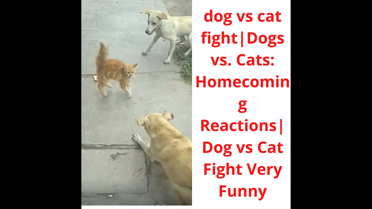 dog vs cat fight | Dogs vs Cats: Homecoming Reactions | Dog vs Cat Fight Very Funny 🤣😂😃🤣😉