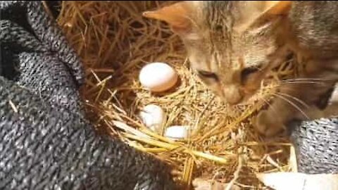 Cette chatte pense qu'elle est une poule