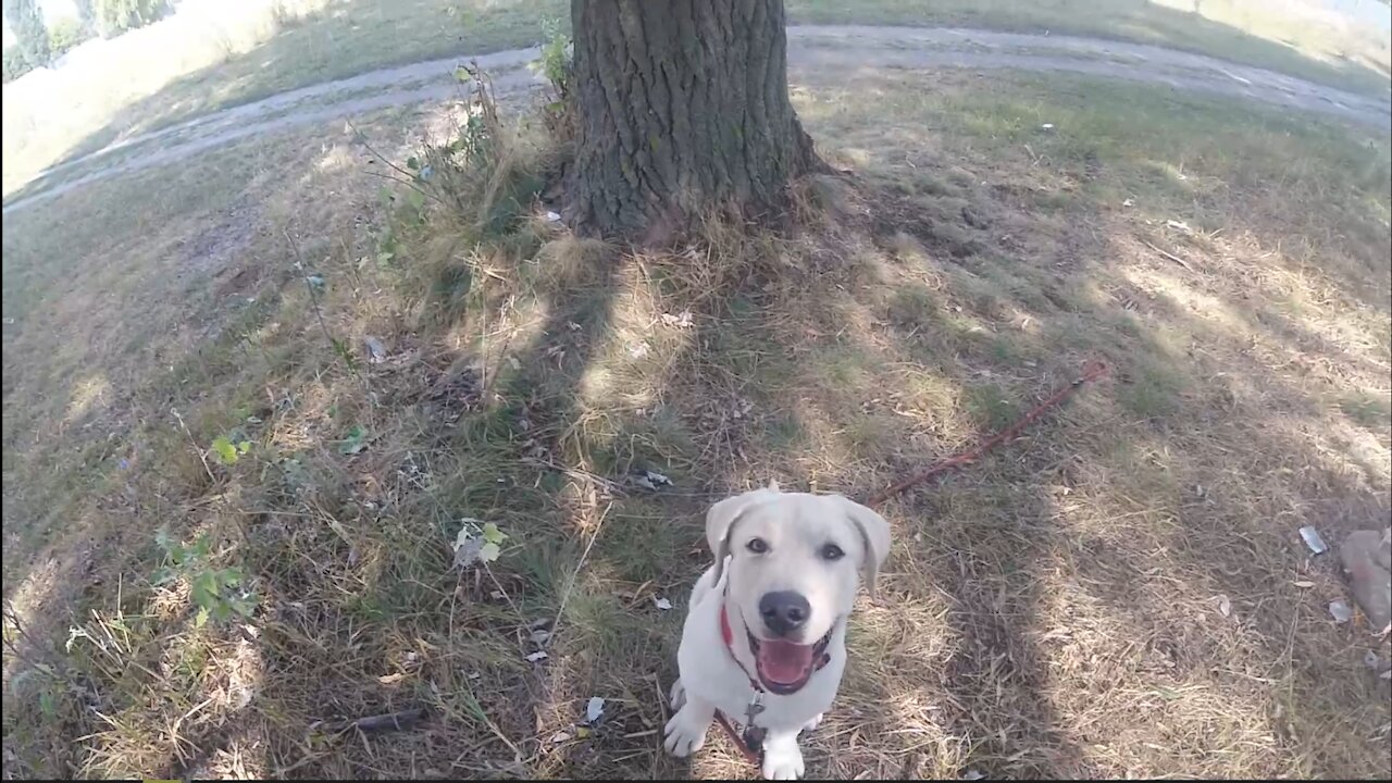 Labrador puppy meets two dogs