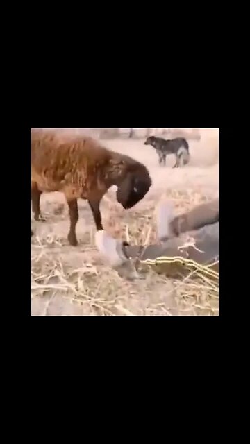 Don't Play Like This #Shorts #ytshorts #UbertainmentFun