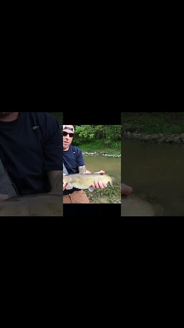 Went bass fishing and caught a surprise catfish!!