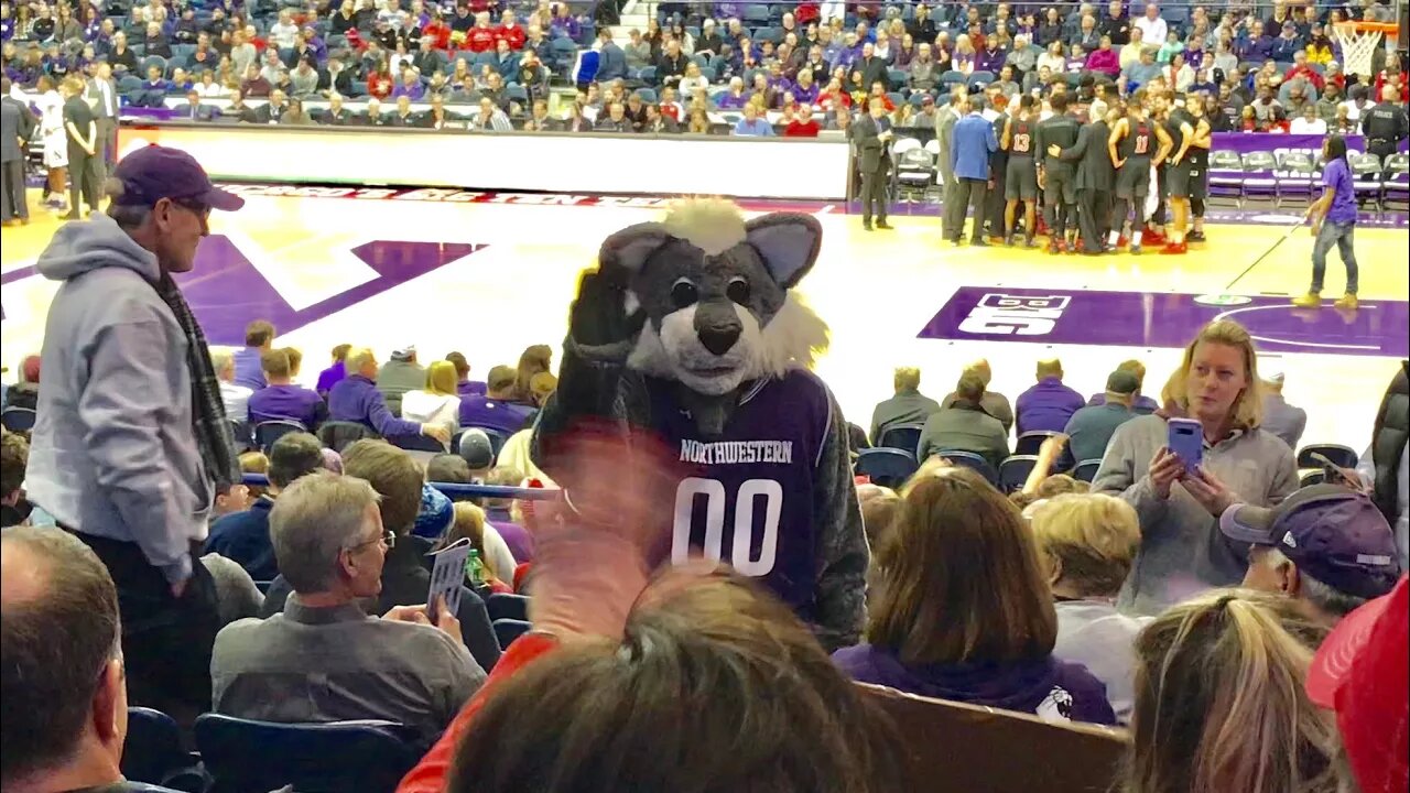 Willie the Wildcat Mascot at the Northwestern University Basketball Game vs Nebraska