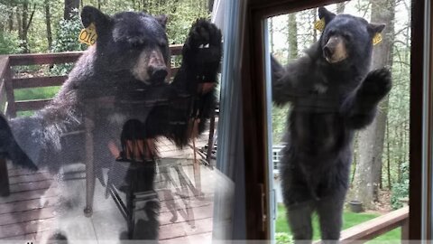 BEAR TRIES TO GET INSIDE AFTER SMELLING BROWNIES😧