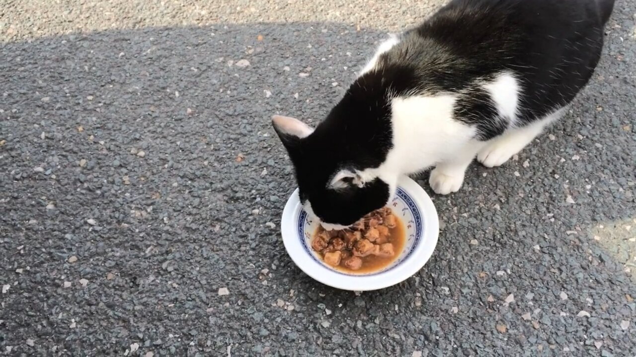 Baby Cats - Cute and Funny Cat Videos Compilation 01