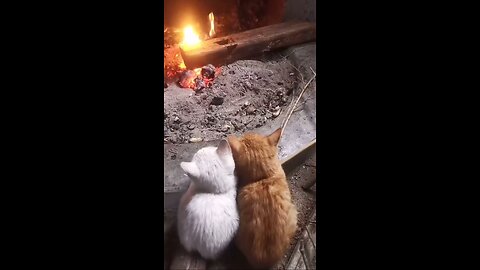 cutecat