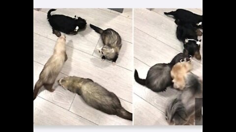 Yorkie introduces her puppies to ferret best