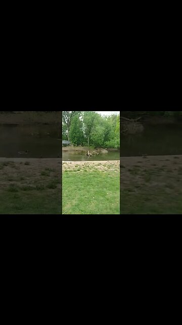 geese goslings and mallard duck 🦆 boat house row Philadelphia