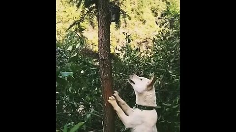 dog climbing trees #shorts