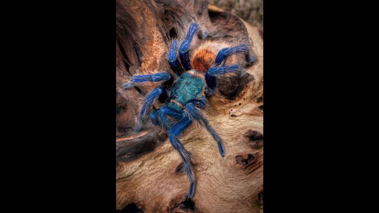 * SPIDER * | Animals For Kids | All Things Animal