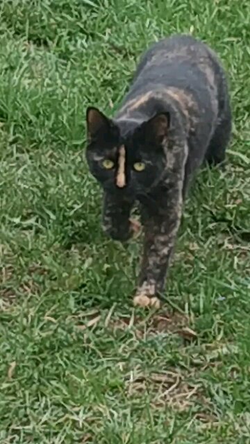 Good Cat making it's rounds