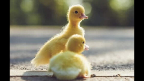 Make way for ducklings