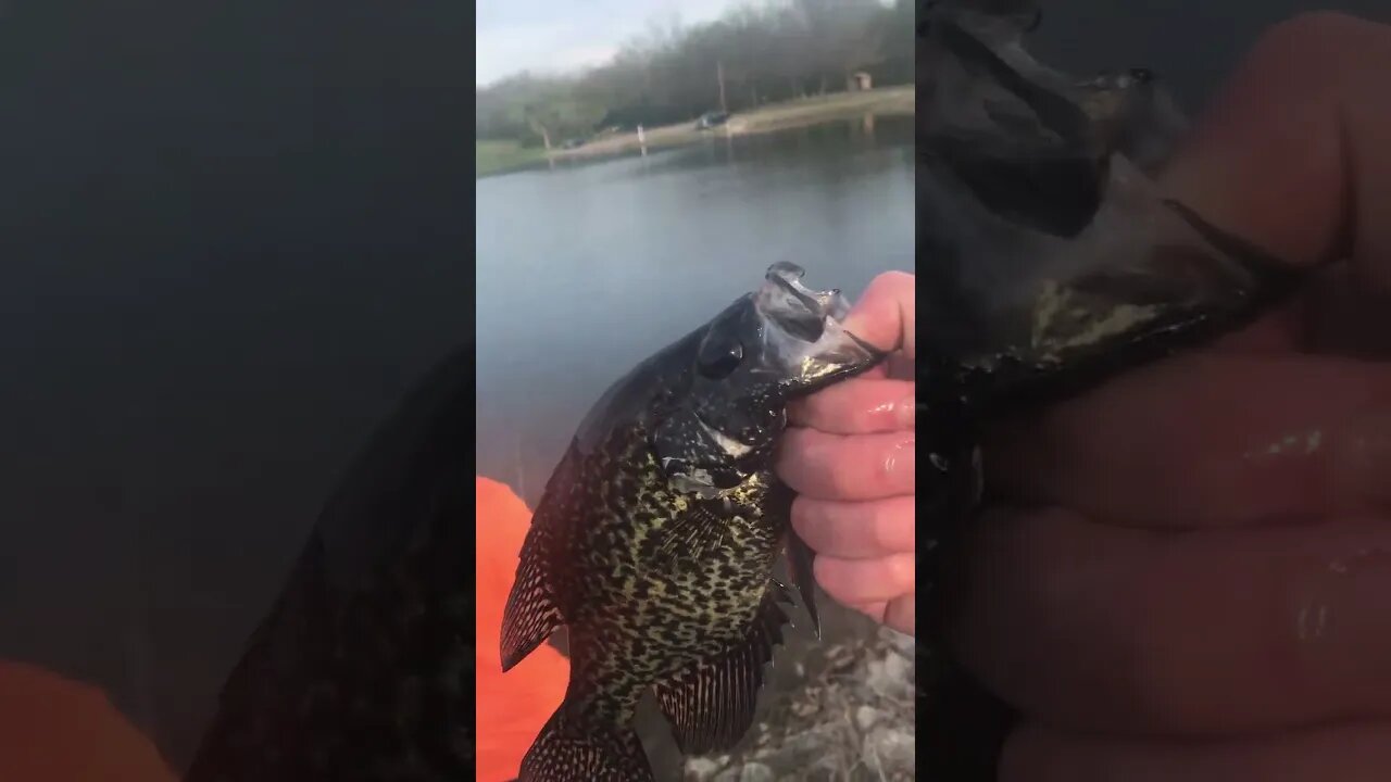 Crappie spawn #fish #getreel #fishing #catchingfish #crappiefishing #nature #fishingvideo #sport