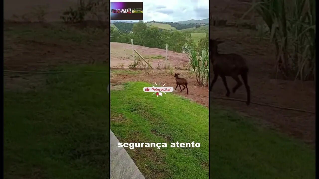 UM SEGURANÇA DA PESADA #shorts