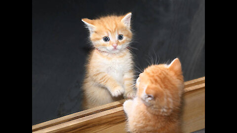 Kittens Discovering Mirrors for the First Time