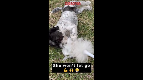 Funny dog won’t give up 💪 When your dog takes your feather duster 🤦‍♀️