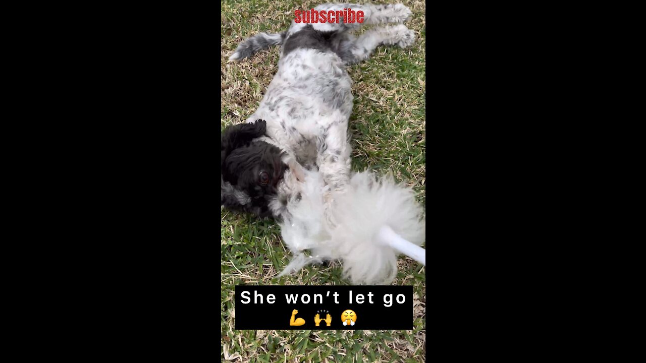 Funny dog won’t give up 💪 When your dog takes your feather duster 🤦♀️