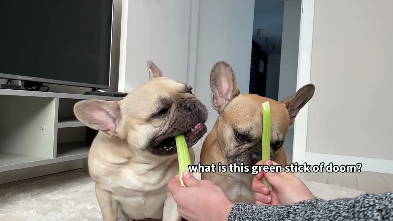 Funny Differences Between Male and Female French Bulldogs