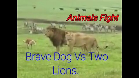 Brave Dog Vs Two Lions Fight