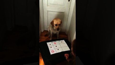 Jack playing game with her Owner and Finally Jack Won the game | #Dog #Animals