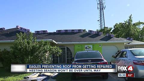 Eagles prevent man from fixing his roof