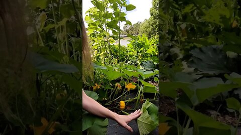 Growing Little Pumpkins 🌿☺️ #gardening #garden