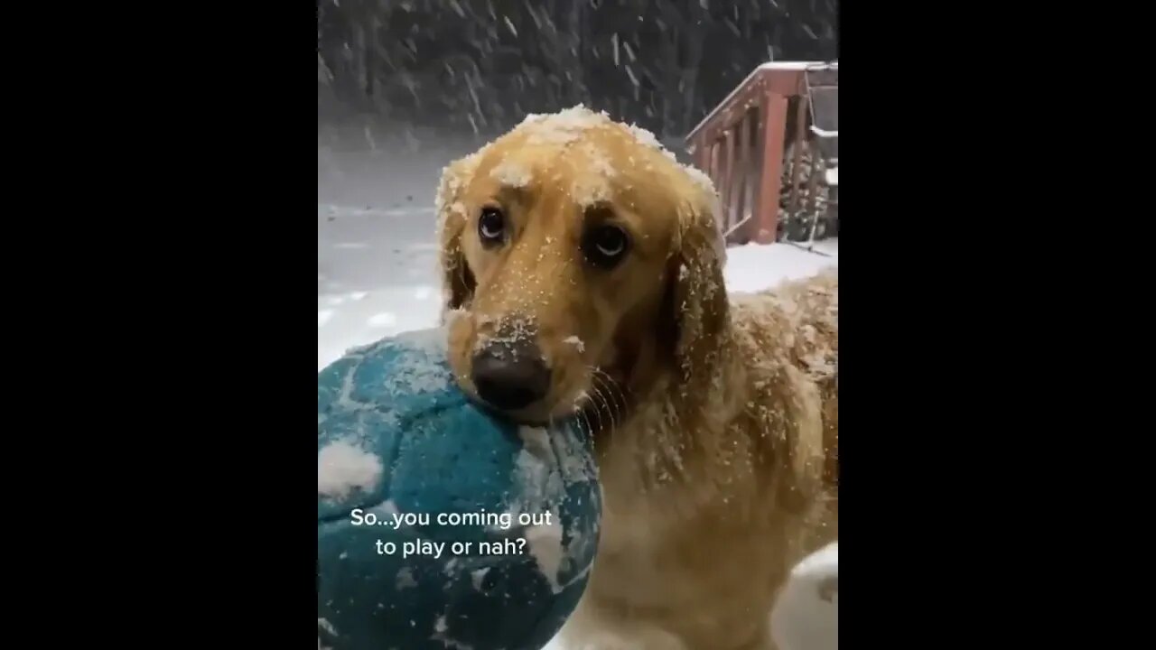 First day of snow 🌨️... can you say no to those eyes ??🐶🤗 #shorts #golden #Tiktok #animals #Jayla