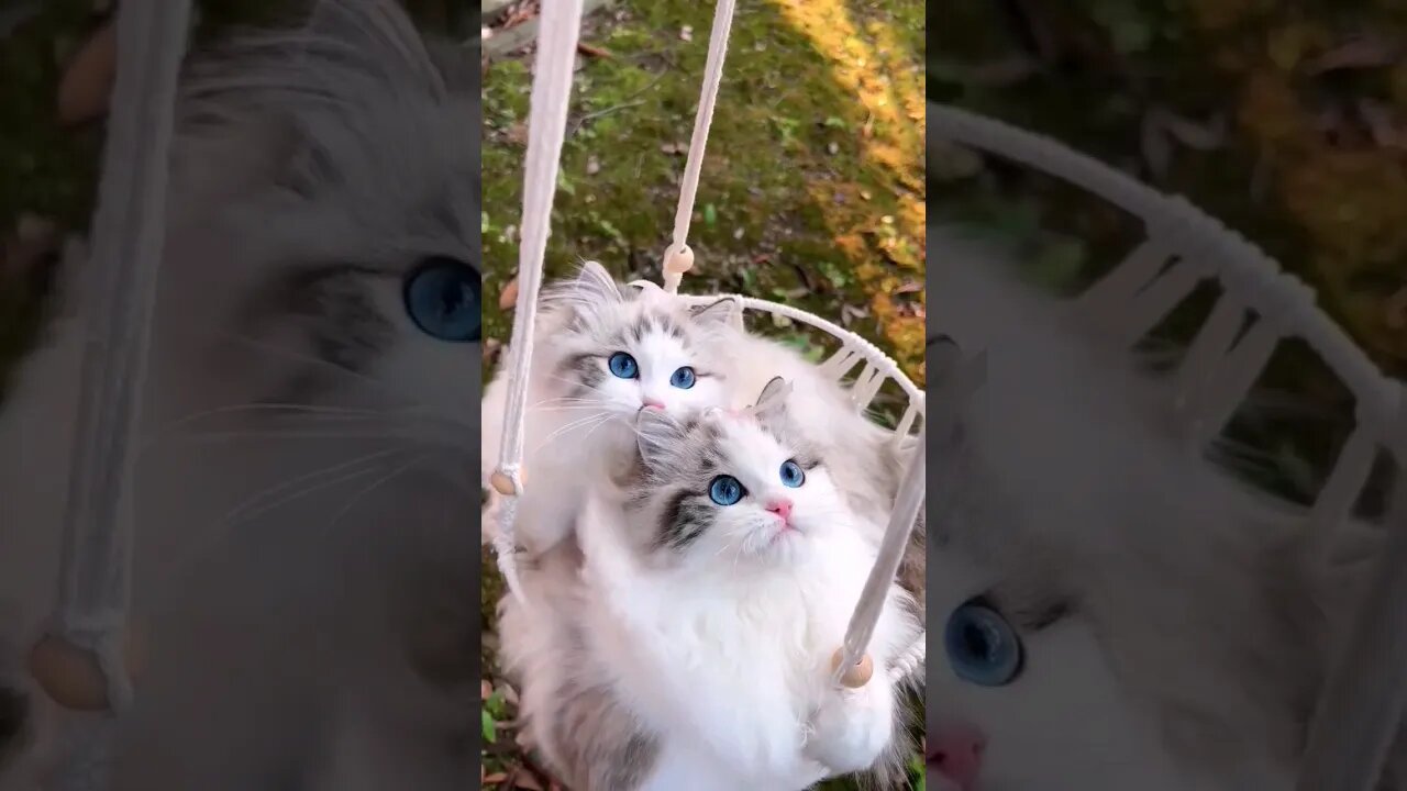 Omg So Cutest Cats! 🥰😽 #shortsfeed #cat #youtubepets_&_animals