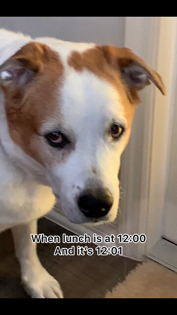WHEN LUNCH IS 12:00 AND ITS 12:01.MY DOG!