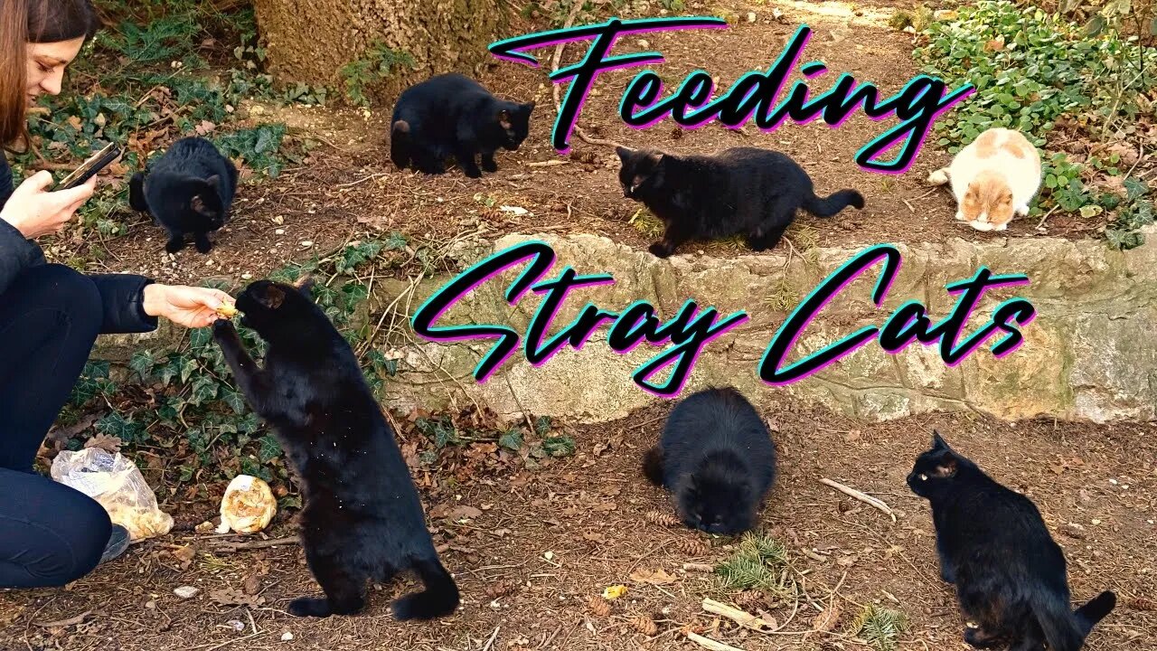 Feeding Stray Cats - Found Strange Injuries While Feeding Feral Cats