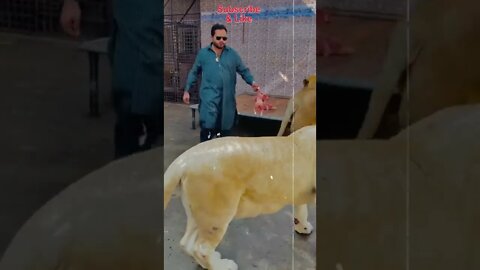 Playing with lions #Shorts #shorts_video #youtubeshorts #Entertainment #Subscribe #Viral #Movie