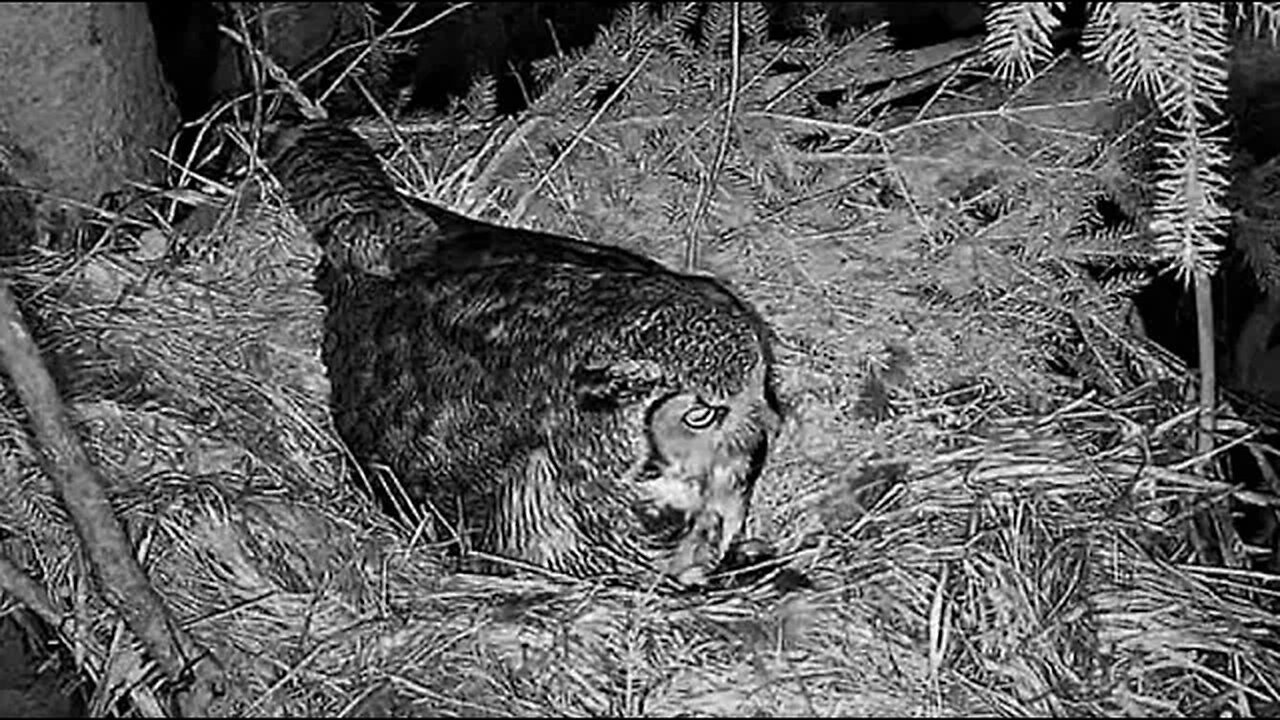 Feeding The Owlets 🐥🐥 04/10/23 22:58